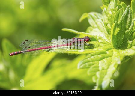 Large red damselfly, Pyrrhosoma nymphula Stock Photo