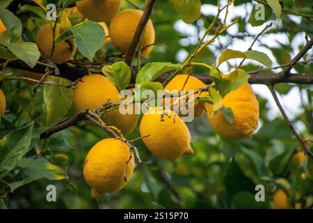 Ripe lemons hanging from a tree branch, bathed in sunlight. Stock Photo