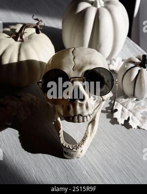 A skeleton skull has sunglasses on with the jaw open on a table with sunlight and various white pumpkins decor pros for a scary halloween idea. Stock Photo