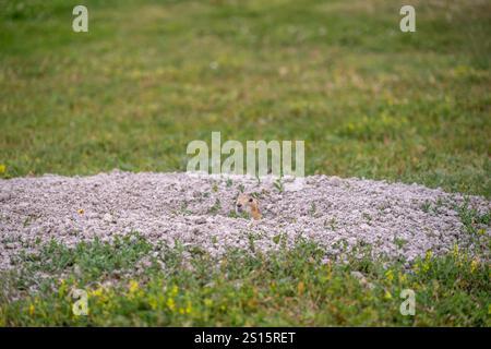 prairie dog mound in an open grassed area with a hole Stock Photo