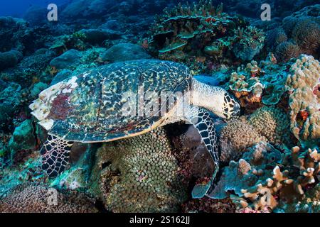 Well camouflaged Hawksbill Turtle on a coral reef Stock Photo