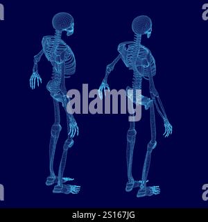 Two skeletons are standing side by side on a blue background. The skeletons are in a very detailed and realistic manner, with their bones clearly visi Stock Vector