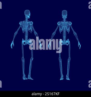 Two skeletons, one on the left and one on the right, both in blue. The skeletons are positioned in a blue background, which creates a sense of depth a Stock Vector
