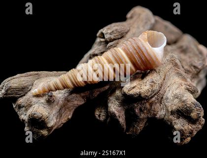 Close-up of a Turritella shell with a spiral structure resting on textured driftwood, isolated against a black background. Highlights natural ridges a Stock Photo