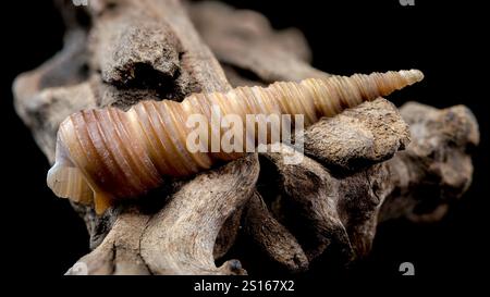Close-up of a Turritella shell with a spiral structure resting on textured driftwood, isolated against a black background. Highlights natural ridges a Stock Photo