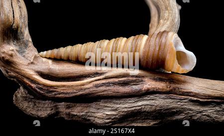 Close-up of a Turritella shell with a spiral structure resting on textured driftwood, isolated against a black background. Highlights natural ridges a Stock Photo