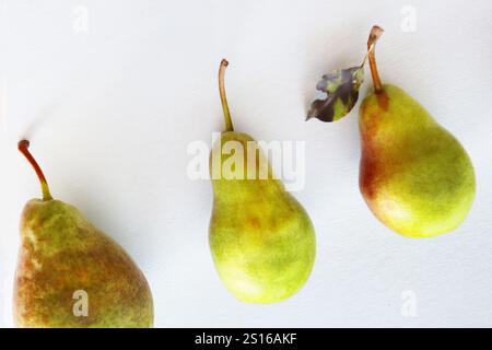Three large freshly picked pears lie on a light background, top view. Stock Photo