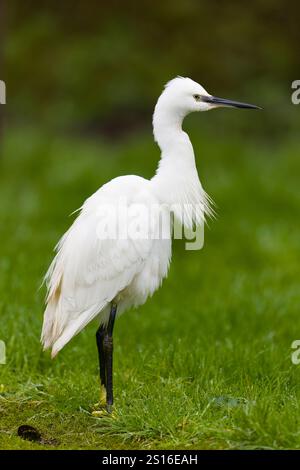 Little egret Egretta garzetta, adult standing on grass, Suffolk, England, December Stock Photo