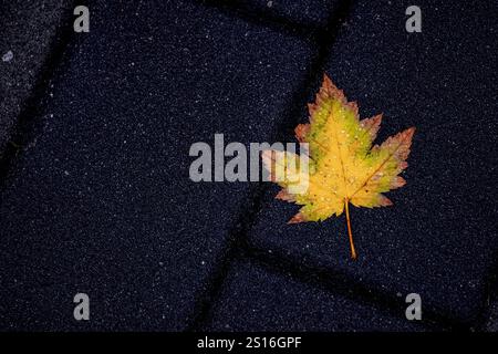 A single yellow maple leaf, adorned with glistening raindrops, rests on textured pavement, embodying simplicity and seasonal beauty. Stock Photo
