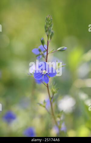 Veronica chamaedrys, known as Germander speedwell or Bird’s-eye speedwell, wild  plant from Finland Stock Photo