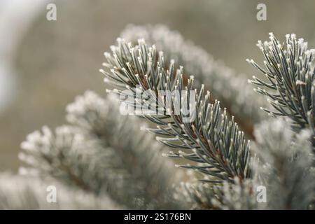 Green pine branches in winter Stock Photo