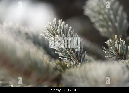 Green pine branches in winter Stock Photo