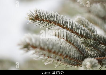 Green pine branches in winter Stock Photo