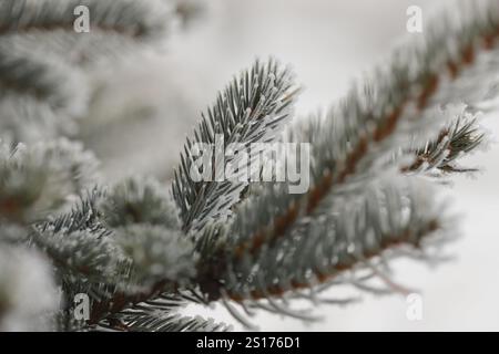 Green pine branches in winter Stock Photo