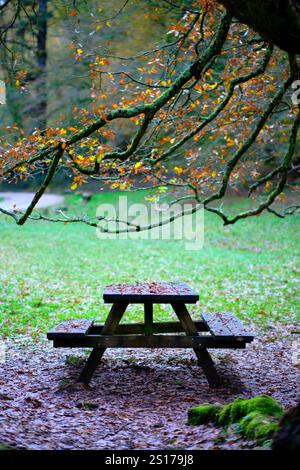 A rustic wooden picnic table surrounded by fallen leaves sits beneath the overhanging moss-covered branches of a beech tree in Ucieda, Cabuerniga Vall Stock Photo