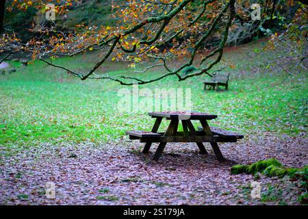 A rustic wooden picnic table surrounded by fallen leaves sits beneath the overhanging moss-covered branches of a beech tree in Ucieda, Cabuerniga Vall Stock Photo
