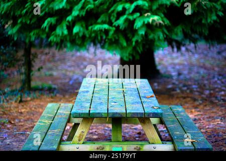 A close-up of a wooden picnic table in a forested area of Ucieda, Cabuerniga Valley, Cantabria, Spain. Stock Photo