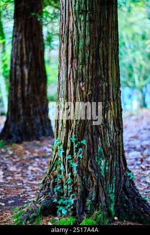 Detailed view of a cypress tree trunk covered in textured bark with green ivy vines climbing up. Ucieda, Cabuerniga Valley, Cantabria, Spain. Stock Photo