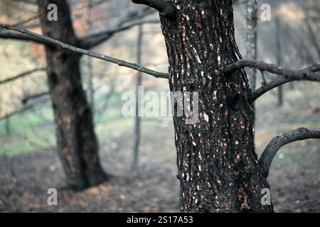 Close-up of a charred tree trunk in a forest recovering from a wildfire in Legarda, Navarra, Spain. Stock Photo