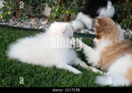 Two fluffy pomeranian puppies are engaged in playful interaction on a vibrant green lawn. One puppy gently pokes the other, creating a joyful atmosphe Stock Photo