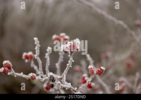red rose hips on a branch covered with ice crystals in winter Stock Photo