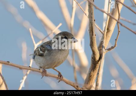 House Sparrow, Passer domesticus, female Stock Photo