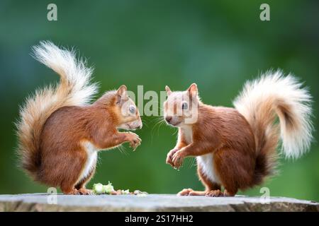 Two red squirrels eating nuts on a tree stump, UK. Stock Photo
