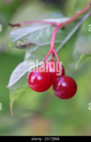 Berries of guelder rose, Viburnum opulus, commonly also known as water elder, cramp bark, snowball tree or common snowball, wild plant from Finland Stock Photo