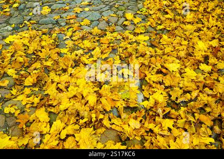 Idyllic beautiful autumnal scene, bright golden yellow fallen maple leaves layer on a historic granite pavement, background of fallen leaves Stock Photo