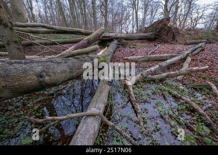 Winter storm damaged trees lie on the ground in woodland in Worcestershire, England.  High winds brought down many larger trees. Stock Photo