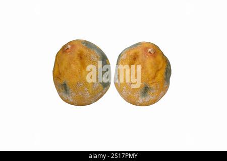 Moldy and spoiled yellow Lemons. Rotten and moldy lemon isolated on white background. Stock Photo