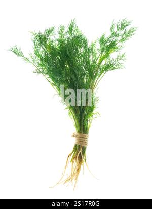 A bunch of green fresh dill. Isolated without shadow on white. A vegetarian food ingredient.herbs for cooking. Fresh dill. Green dill texture. Bunch o Stock Photo