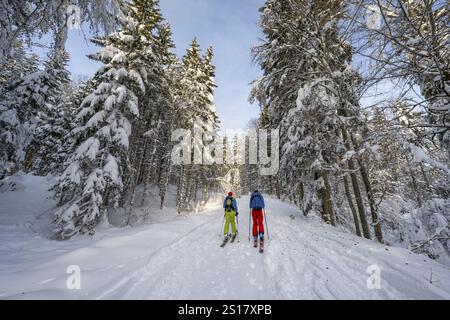 Two ski tourers in a snowy forest, ascent to Simetsberg, Estergebirge, Bavarian Prealps, Bavaria Germany Stock Photo