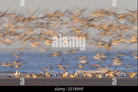 Flock of overwintering black skimmer birds (Rynchops niger) over the ocean coast at early morning, blurred in flight, Galveston, Texas, USA. Stock Photo