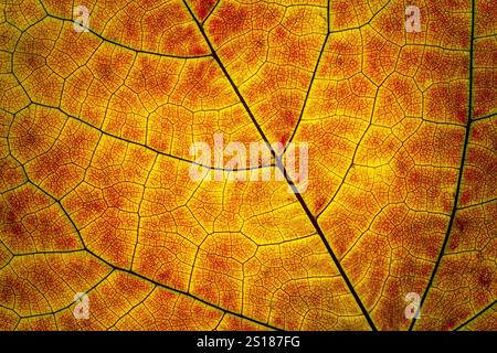 Closeup shot of eastern redbud leaf. Organic veins structure Stock Photo