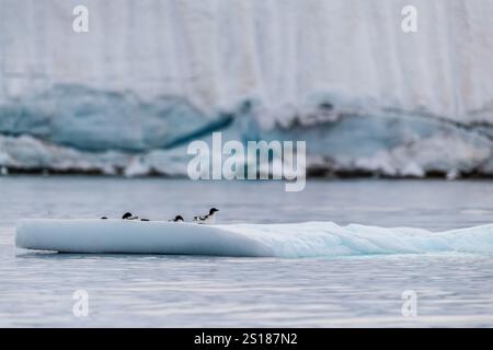 Panorama of four Cape Petrels - Daption capense- resting on an iceberg near Danco Island, on the Antarctic Peninsula Stock Photo