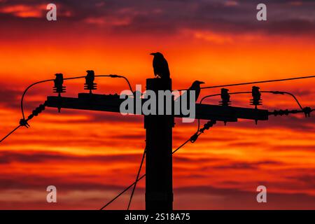 Ravens on a power pole at sunrise in Los Angeles, California. Stock Photo