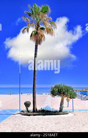 Malaga Benalmadena Spain by the beach a single palm tree and  sea on the horizon in deep blue sky Stock Photo