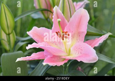 Single Asiatic lily in a garden setting surrounded by same lillies Stock Photo
