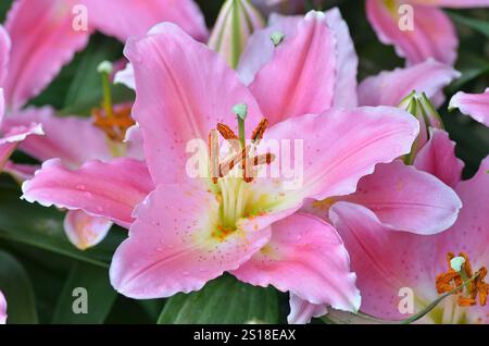 Close-up of a large pink asiatic lily surrounded by the same lillies showing petals and stamen and anthers. Stock Photo