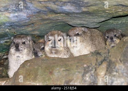 Rock Hyrax, Procavia capensis, adult and juveniles sitting in rock crevice, Hermanus, South Africa. These mammals are also known as Cape hyrax, desert Stock Photo