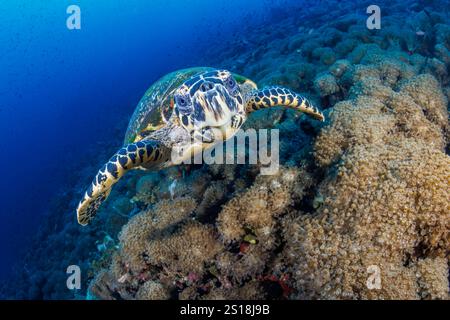 A close look at  a critically endangered hawksbill turtle, Eretmochelys imbricata, Philippines, Pacific Ocean. Stock Photo