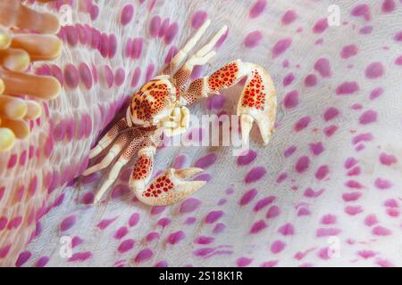 The porcelain crab, Neopetrolisthes maculatus, has a commensal relationship with the sea anemone that is its home, Philippines. Stock Photo