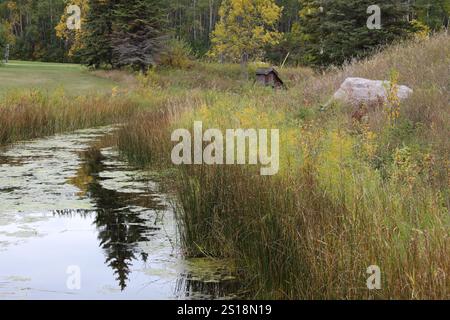 pine tree reflected in a placid creek Stock Photo
