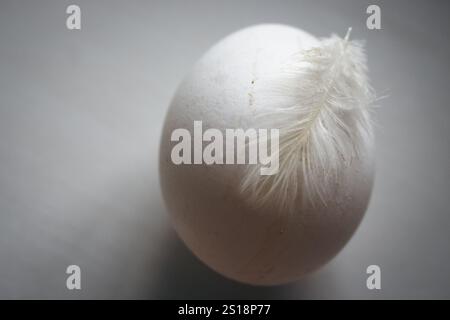 White chicken egg with feather on it, isolated. Egg and bird feather with copy space. Rural food. Easter egg, isolated. Breakfast on farmland. Stock Photo