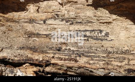 a fragment of an old tree trunk in cross section, with a beautiful sanded texture of natural wood Stock Photo