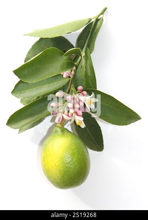 Lemon Tree branch with blossoms, leaves and lemon isolated on white Stock Photo