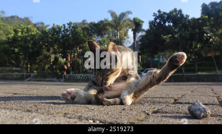 Brown cat sitting on the rough concrete floor, pet cat living at home Stock Photo