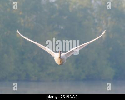 Mute Swan in flight Cygnus olor Essex,UK BI041216 Stock Photo