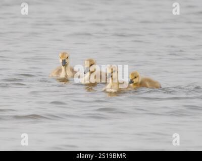 Canada Goose goslings swimming Branta Canadensis Minsmere,Suffolk,UK BI041342 Stock Photo